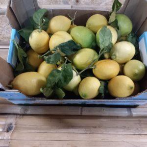 CITRONS CAISSE 3 Kg