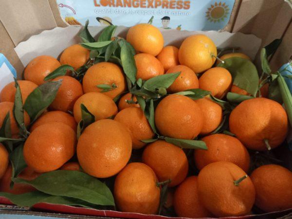 MANDARINE de Sicile 2,5 Kg