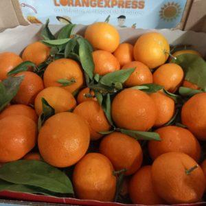 MANDARINE de Sicile 6 Kg
