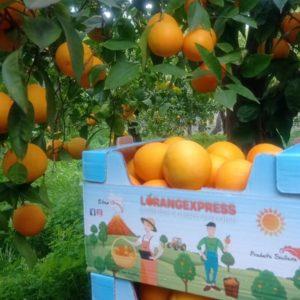 Orange extra de Sicile 3 Kg