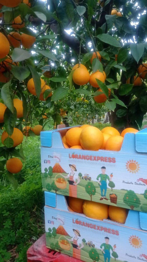 Orange extra de Sicile 3 Kg